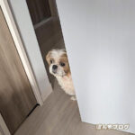 見守るぽんず母さん