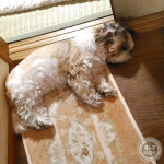 耳がきれいです(^^)