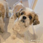 ぽんず、耳が遠いふりしる疑惑