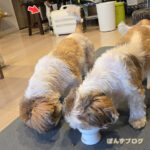 一緒に写真が撮れないっ