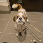 みんな飼い主より元気です