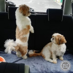 三たび、上陸！