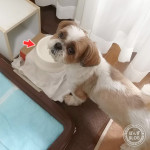 ボウルがきらい？