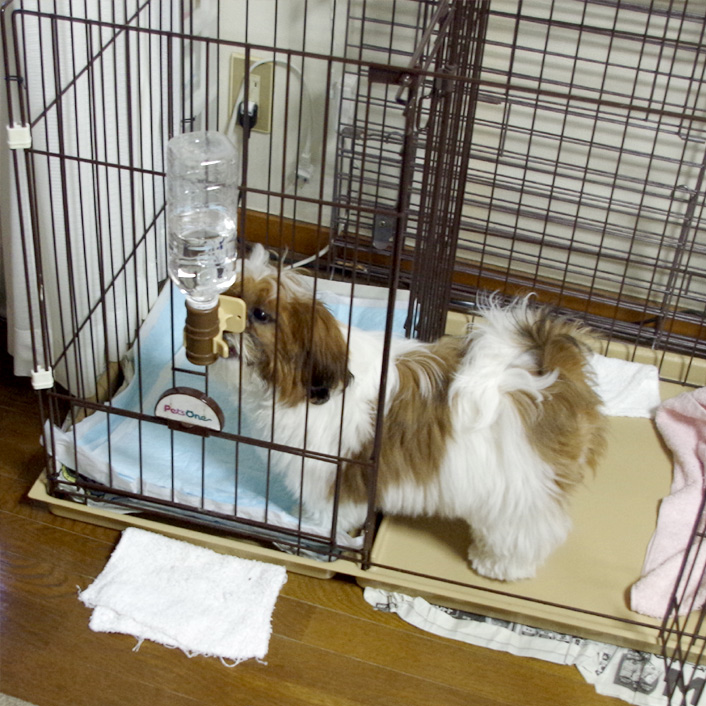 おいらの水のみ！