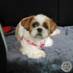 どこ行くぽんず？