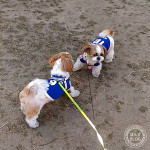 もふった！もふった！（動画あり）