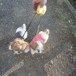 文化の日、茂原公園