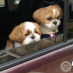 公園だと、暴れん坊。