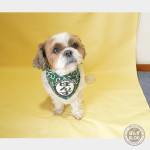 もふもふマネージャーさん？