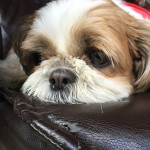 この、眠たそうな表情！