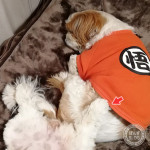 もふ足・・・乗ってますよ！