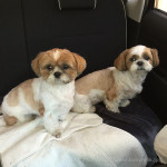 ささやかなドライブ