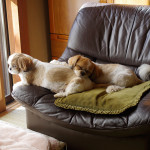 もふ寝親子ベストショット♪