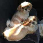 車の中から、もふもふパトロール。