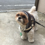 公園でもふトレ！