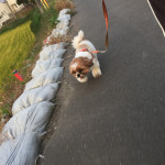 かぼすコーチとぽんずコーチ