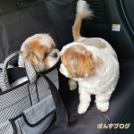 かぼす、うまそう？