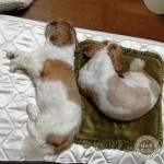 もふもふチェンジ。