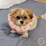 かぼす、ぺろぺろがまんしてね。