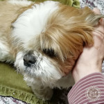 恋しいもふもふ。