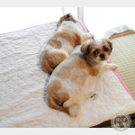 ころがりまくる、もふもふ親子。