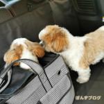 ままおかえりかぼー、おかえりかぼー。