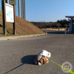 2017年もふもふ初め。