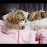 ほっこり親子を撮影