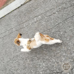 解き放たれた、かぼ獣