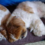 オリンピックに向けて