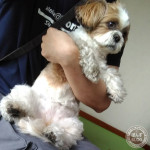 ちょこん、と付いてるよ？