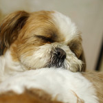 もふもふマジック！？