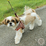 ぽんず、運動するよ！