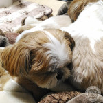 迷惑そうな、ぽんず母さん。