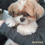 飼い主で暖をとる、かぼす。