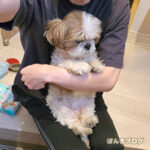 もふり、もふらず。