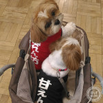 犬見知りだけど、人見知らず？