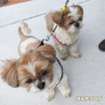 まったりモード？