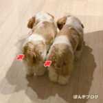 かわいいおしり×２