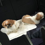 爪切り＆買い物です