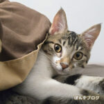 もぐりに来てくれました