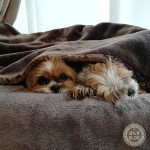 お日さまひとやすみ。