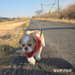 もっと歩くぽんずよー！！