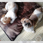 おいら、ものたりないよ。