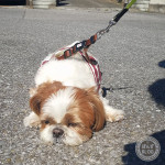 やる気なさ120％