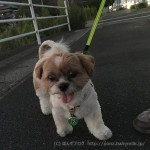 猛暑、ひと休み