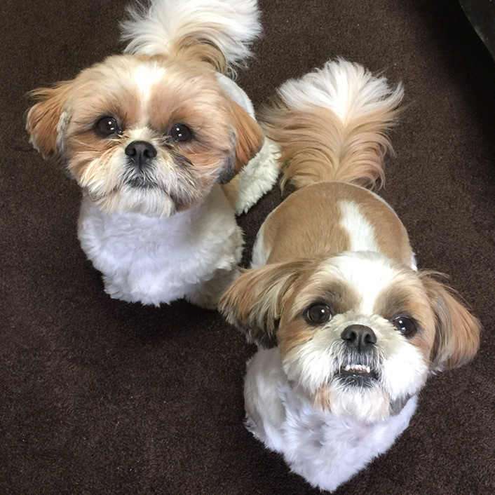 カジュアルな犬用パーカーが登場です♪