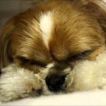 ウトウト・・・眠りに落ちるかぼす（動画）