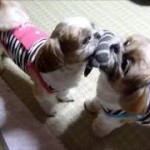 ぽんず＆かぼす動画『オモチャ奪い合い！』