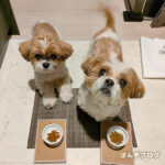 この頃やたら吠えまくる、ぽんず。